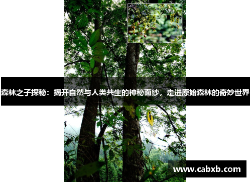 森林之子探秘：揭开自然与人类共生的神秘面纱，走进原始森林的奇妙世界